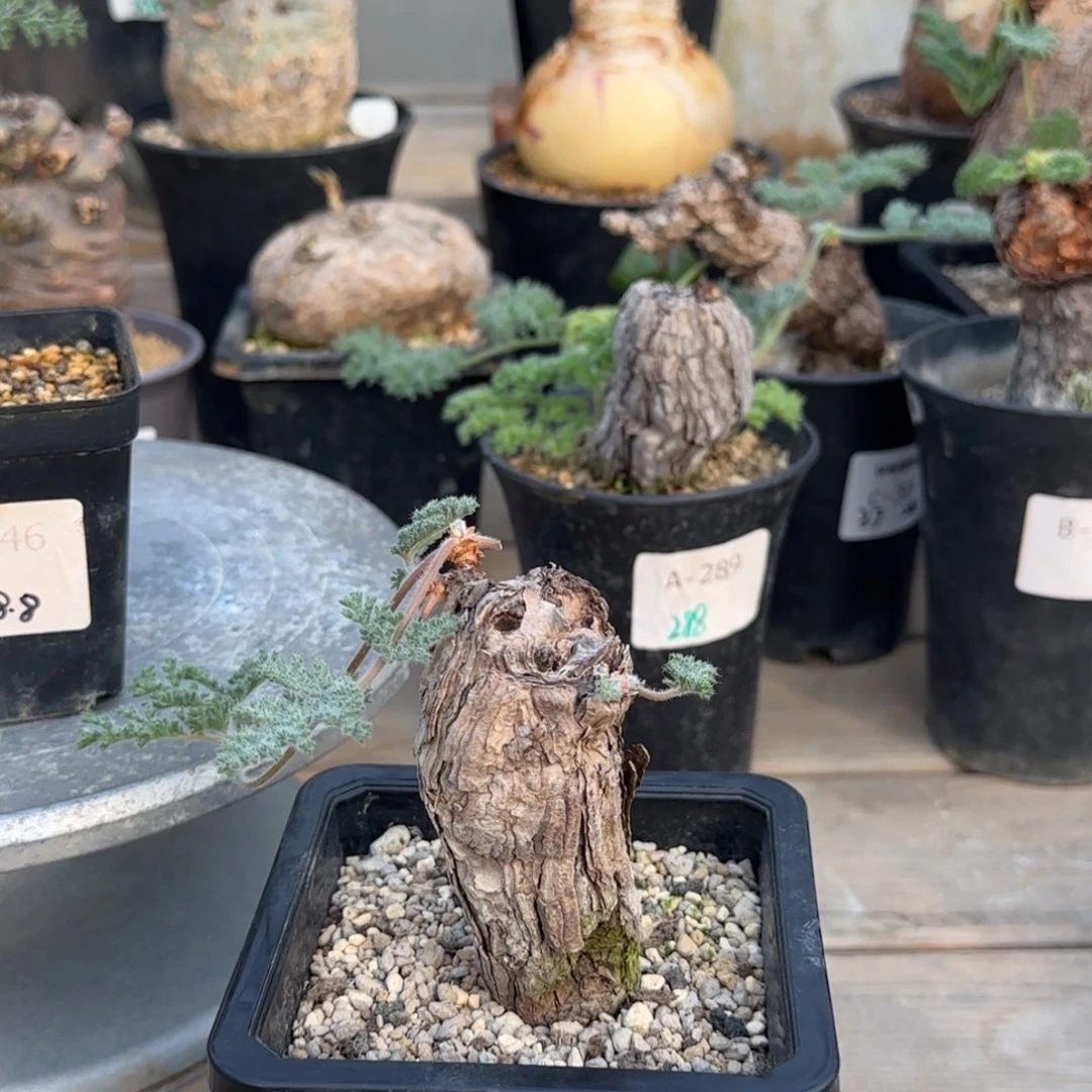 693枯木洋葵块根植物