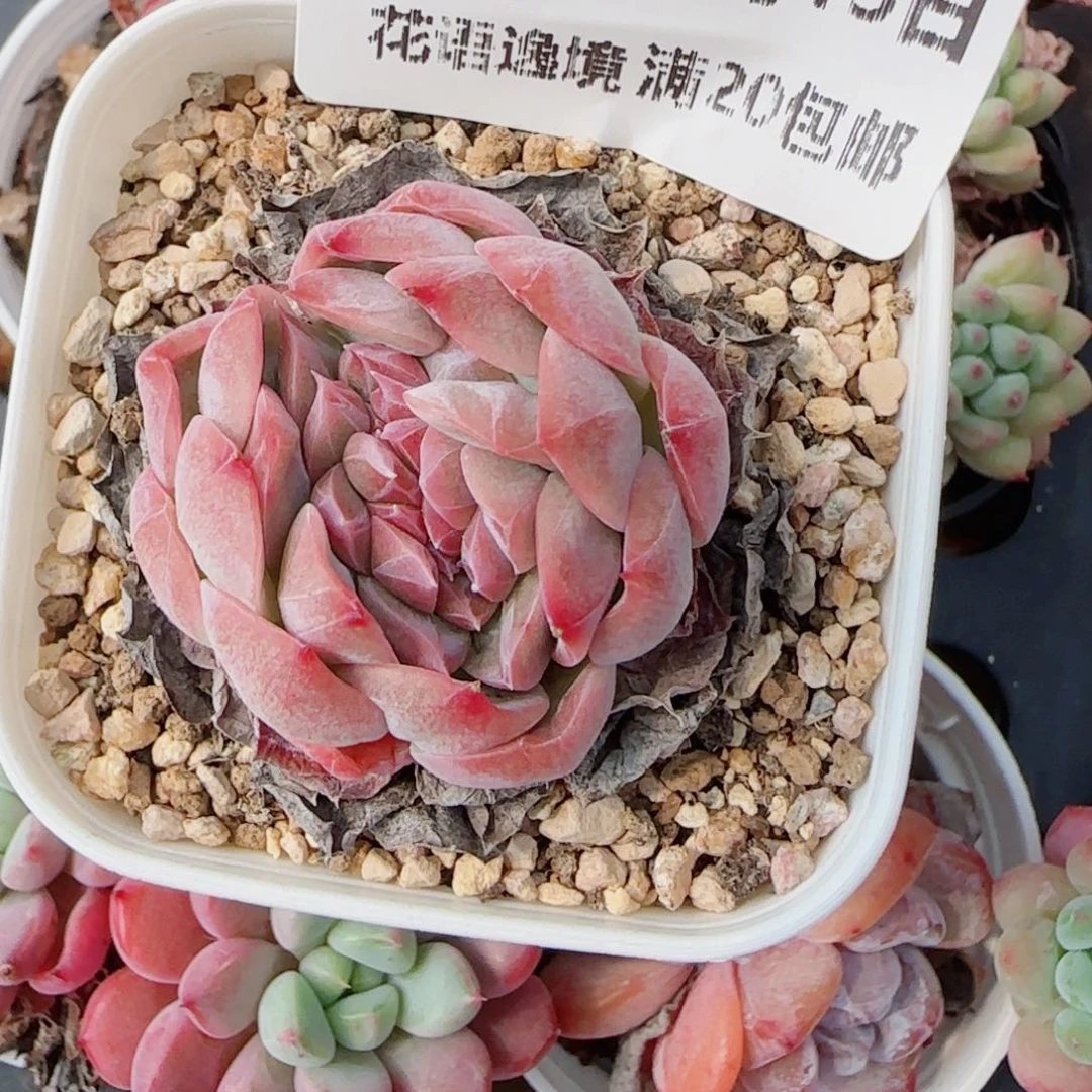 子***轩花语逸镜-0613-31