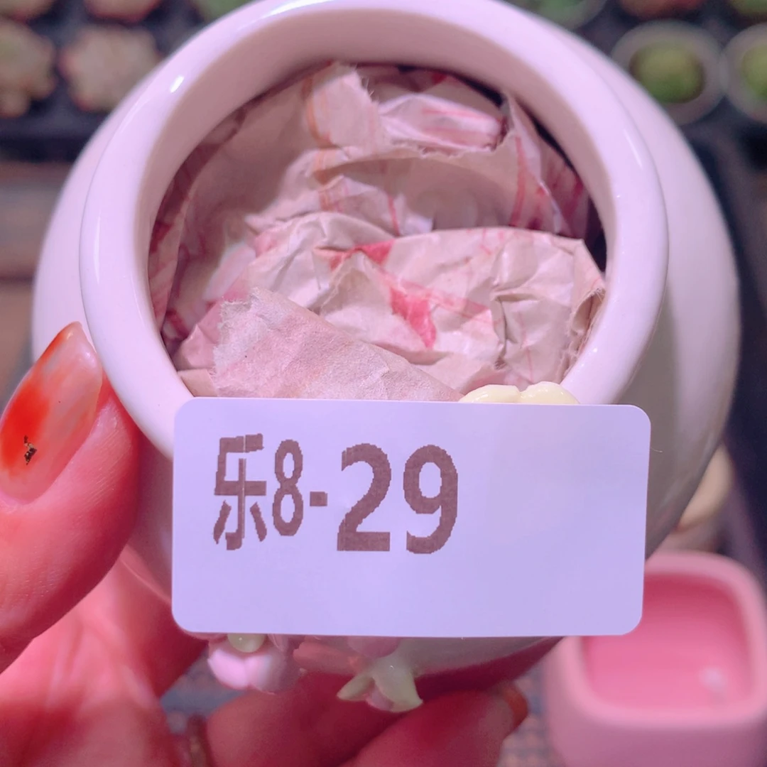 乐然 8-29 花盆一个