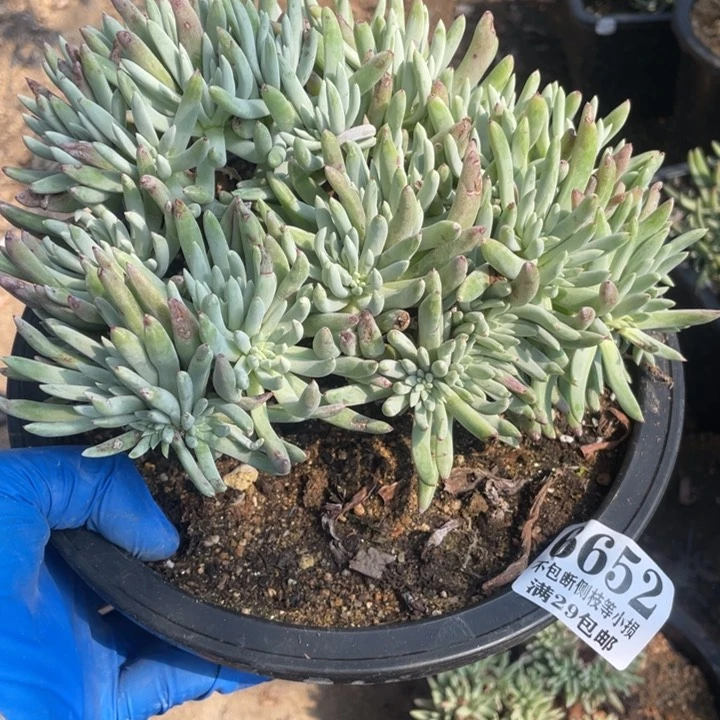 盗**生652号绿菊多肉植物