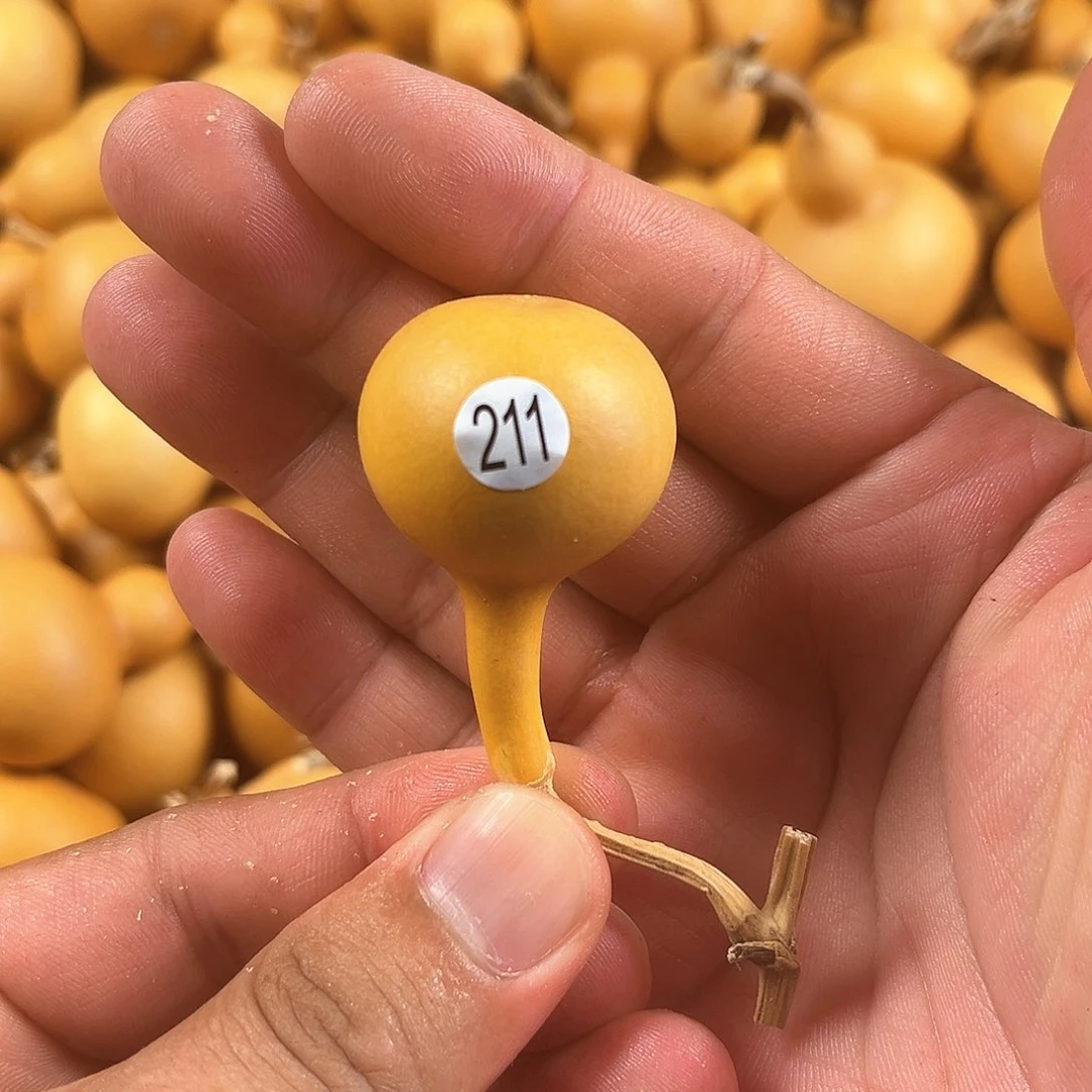 一葫芦葫芦葫芦葫芦葫芦葫芦211