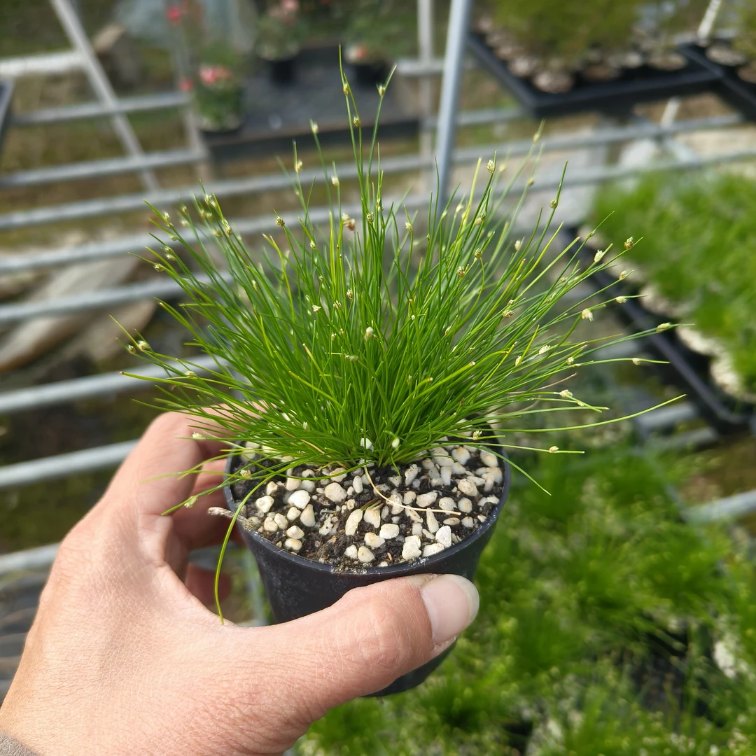 画眉菅日本山野草耐阴喜水室内观赏盆栽美观带盆发货水生绿植沼泽