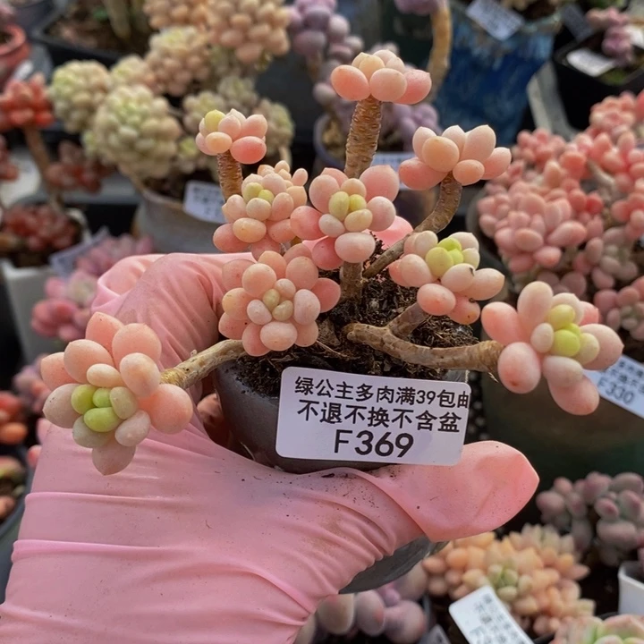 鱼子酱老桩369多肉植物