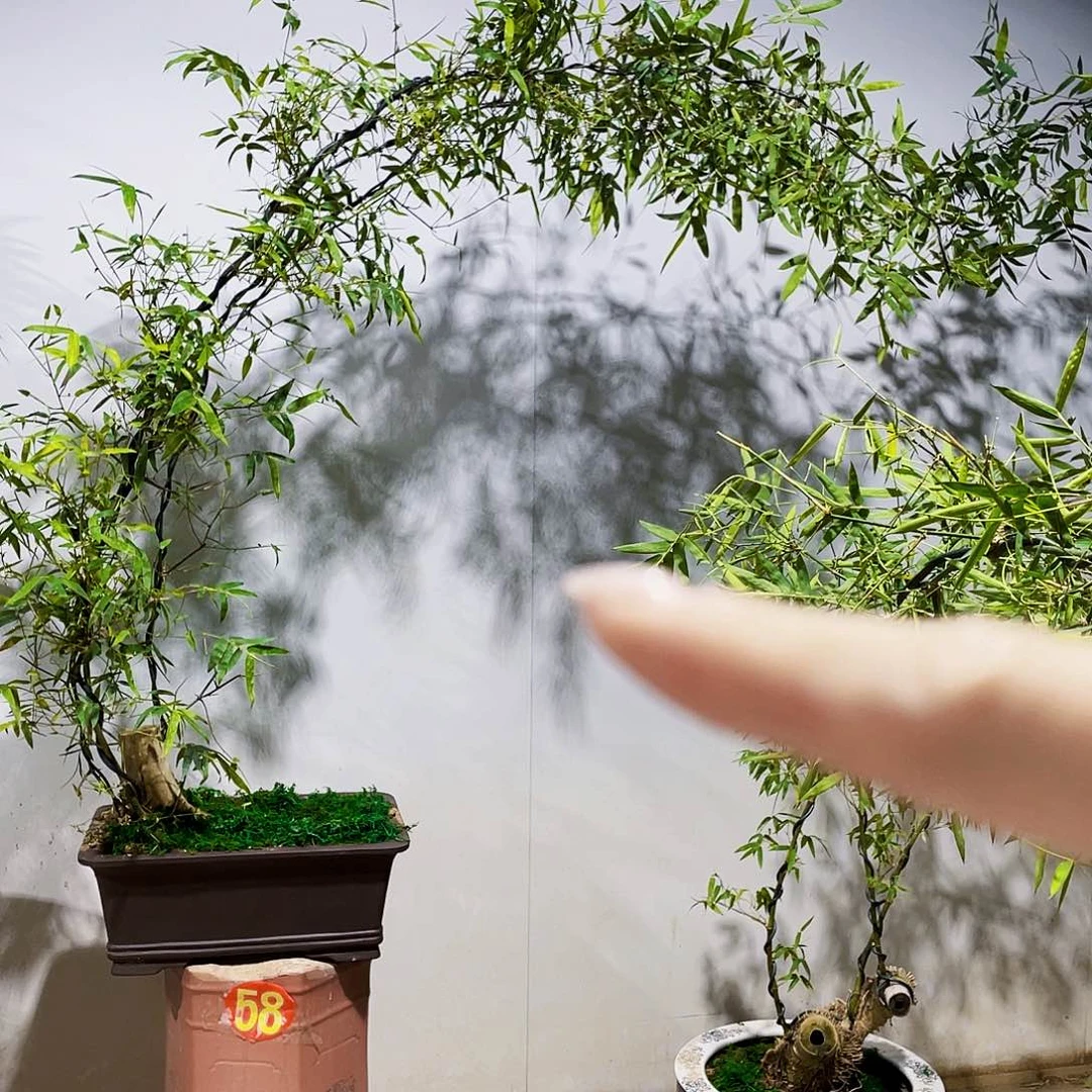 她****ღ小叶簕竹熟桩陶瓷盆一物一拍