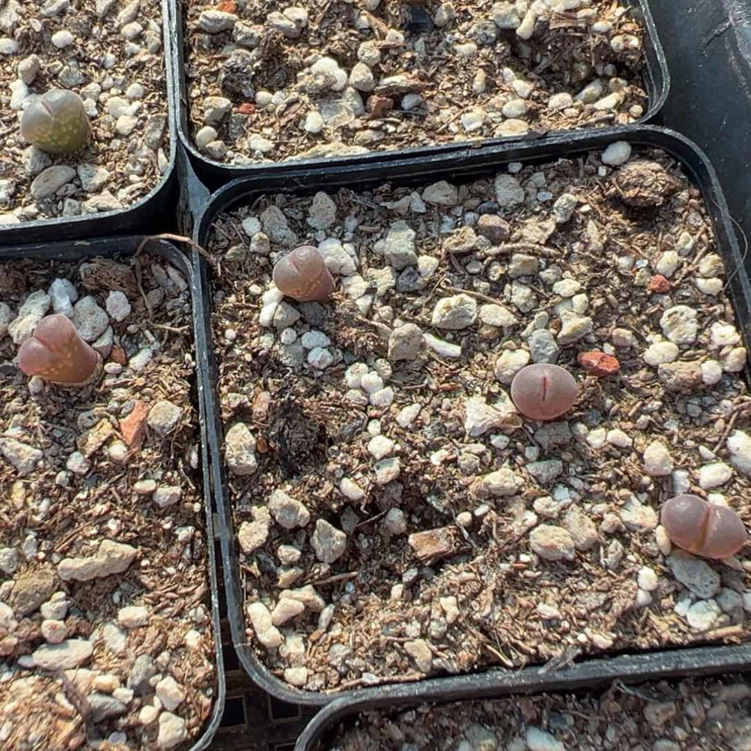 19-169量拍流沙风铃9颗