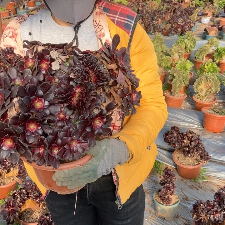 只****赵华纳缀化902