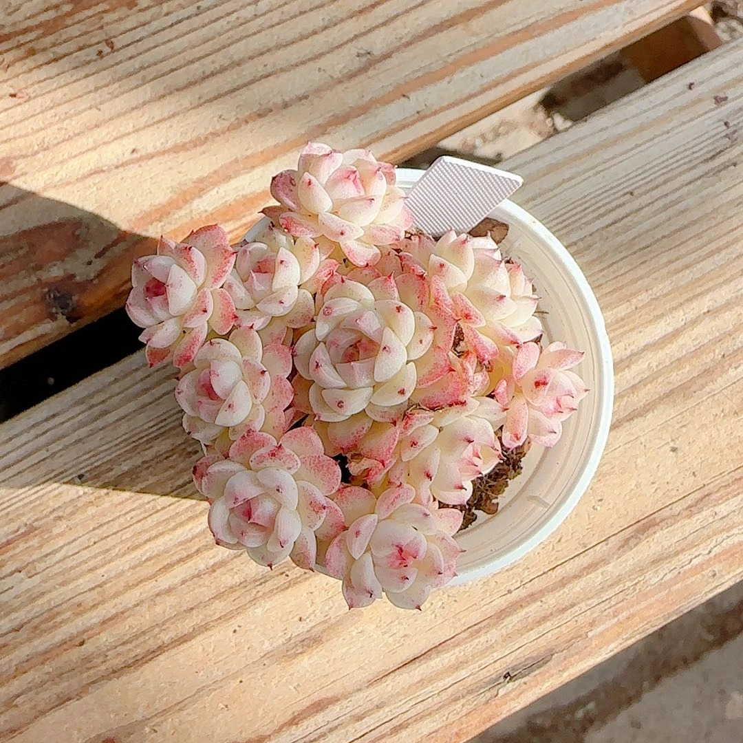 我***神1209-69（xx-73）优选