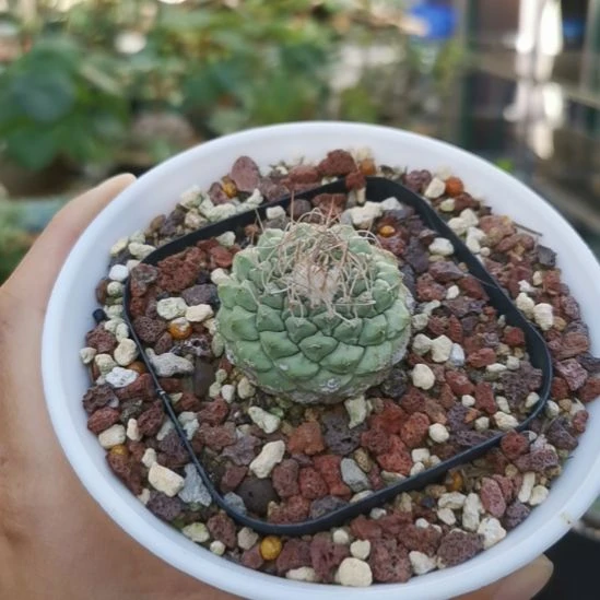 菊水仙人球 一物一拍