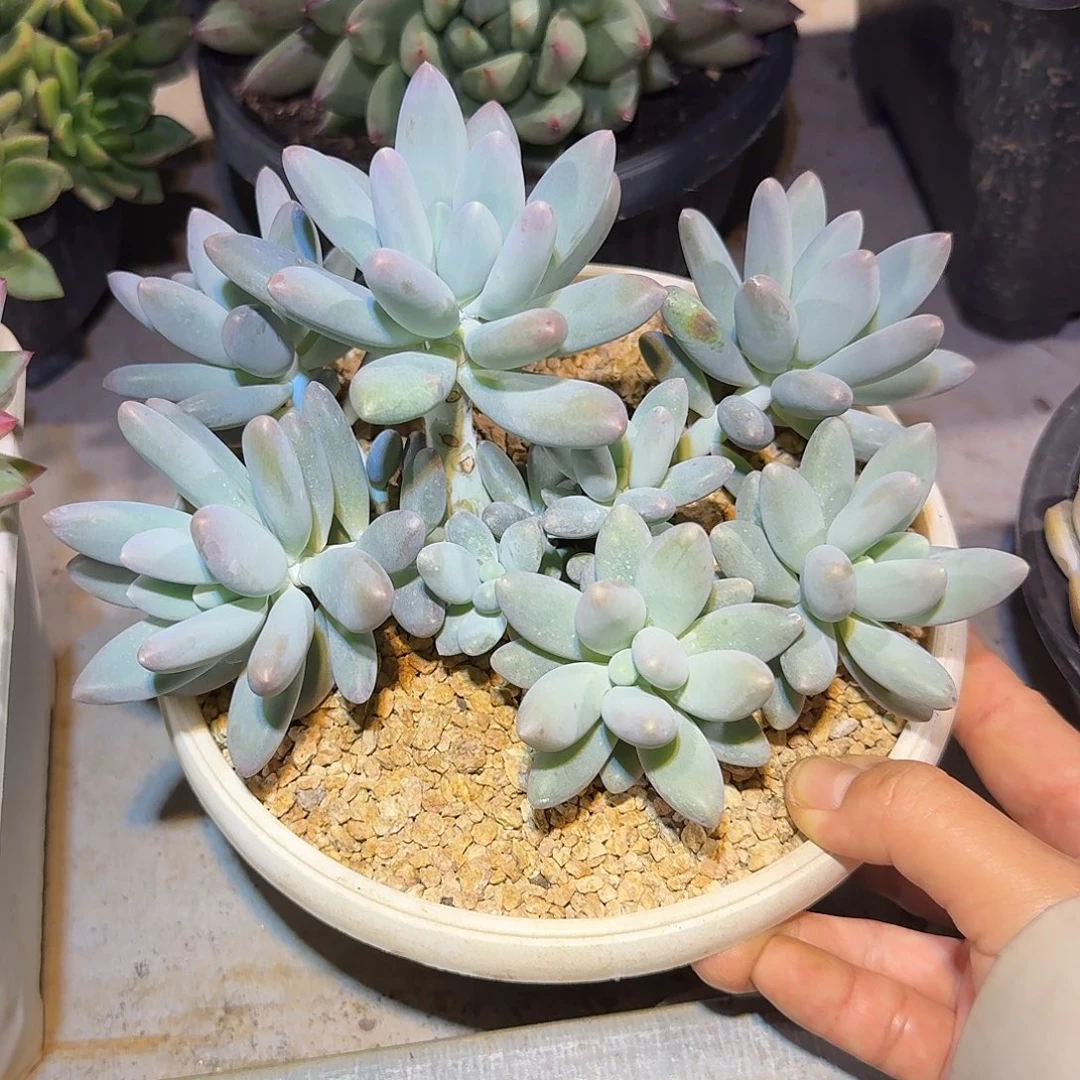 橙龙整无砍群生多肉