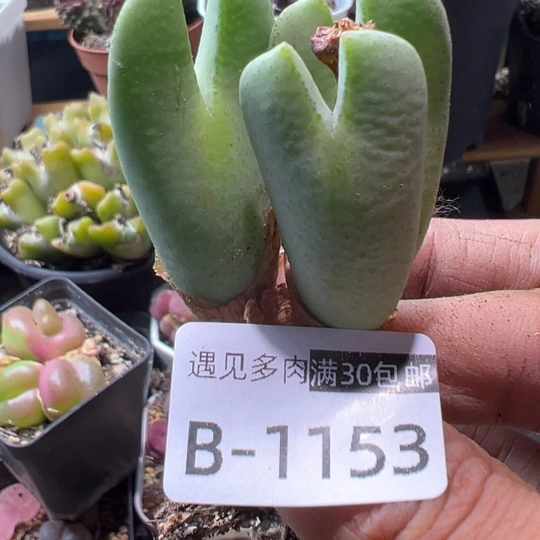 多肉植物11111111111111