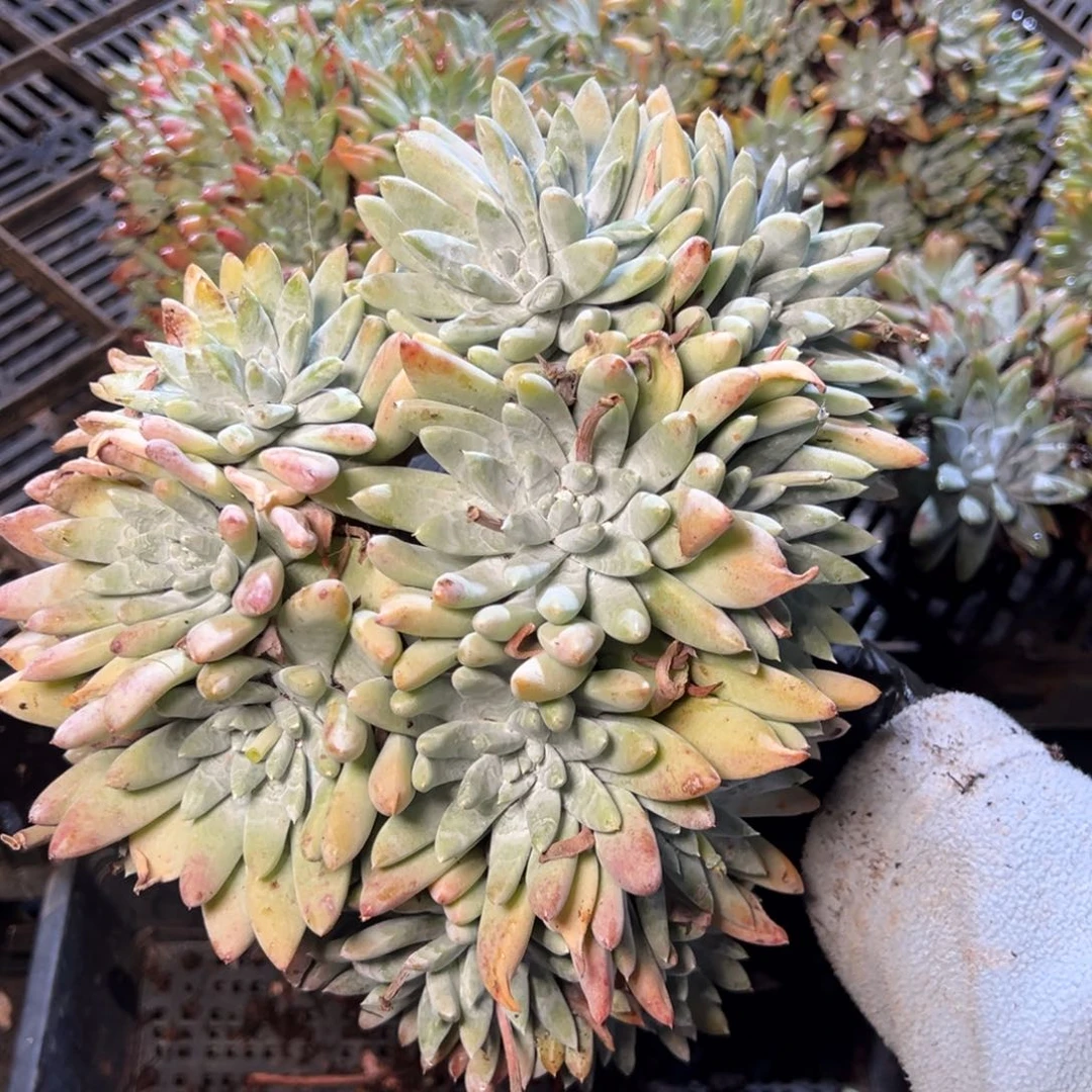 2880是哈哈哈哈哈哈哈哈