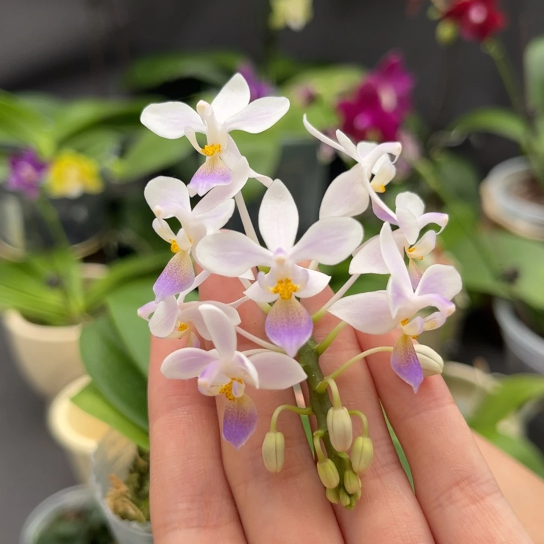 完全开放2.5寸蓝唇eq开花株