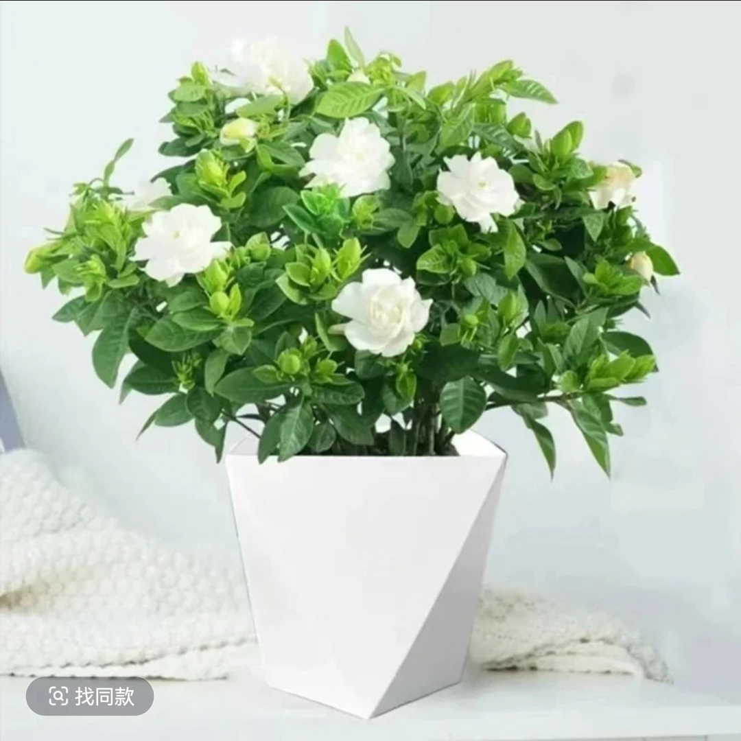 带花苞栀子花浓香型盆栽绿植花卉植物室内客厅阳台庭院四季好养