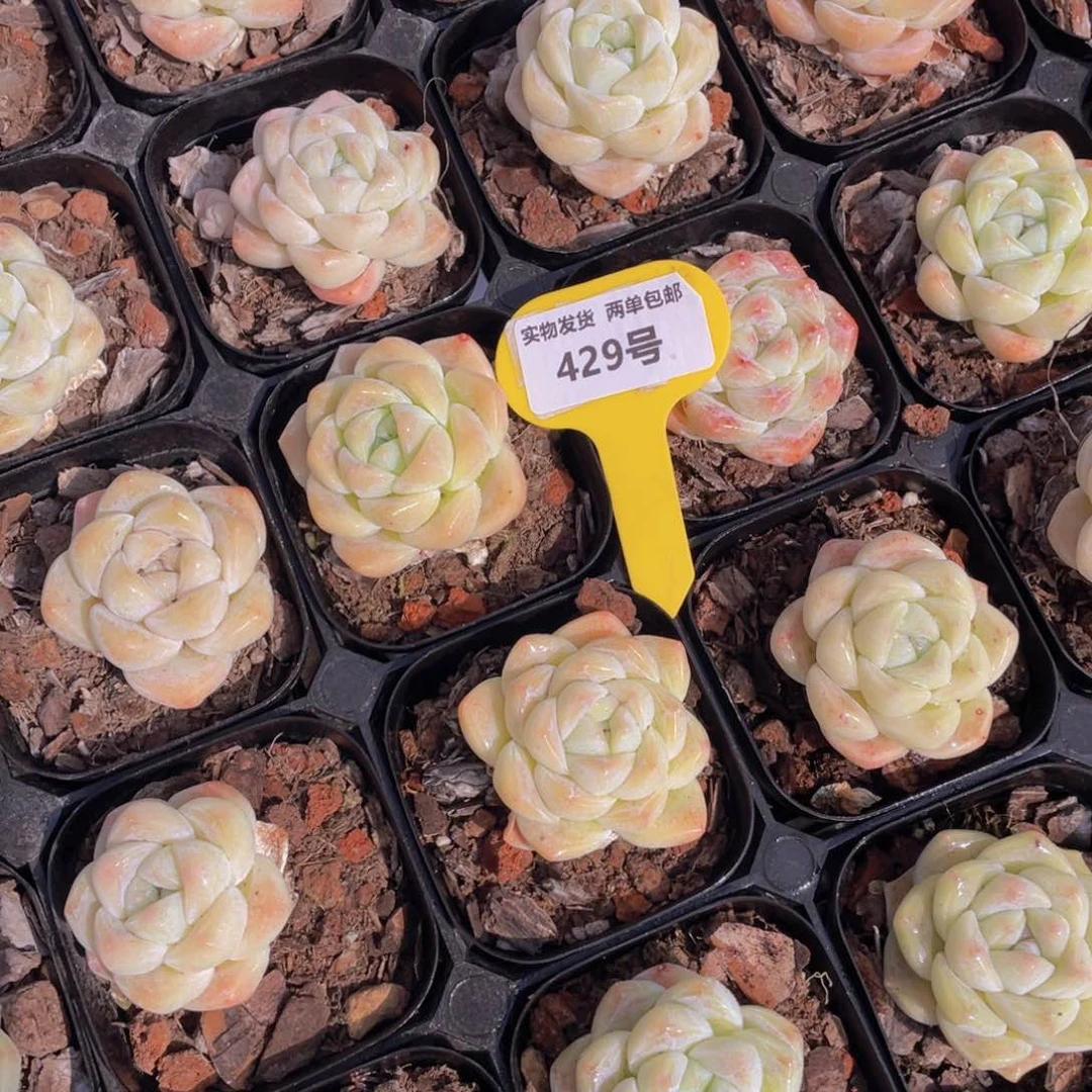 429号奶油珍妮翠玉单头两个