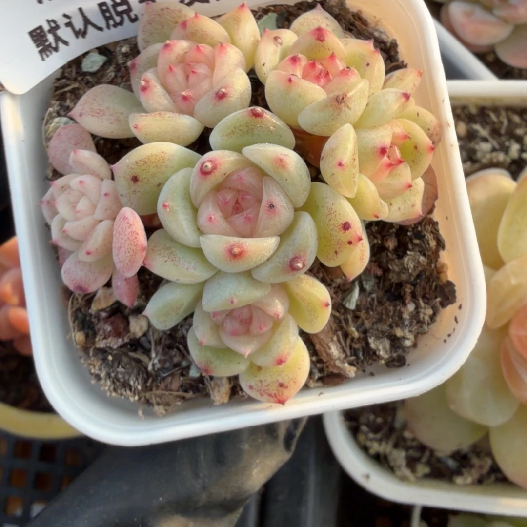 东篱下多肉植物哈哈89