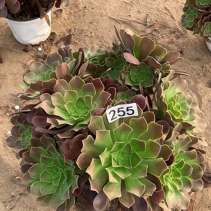 无花朵255梅花波蒂多肉
