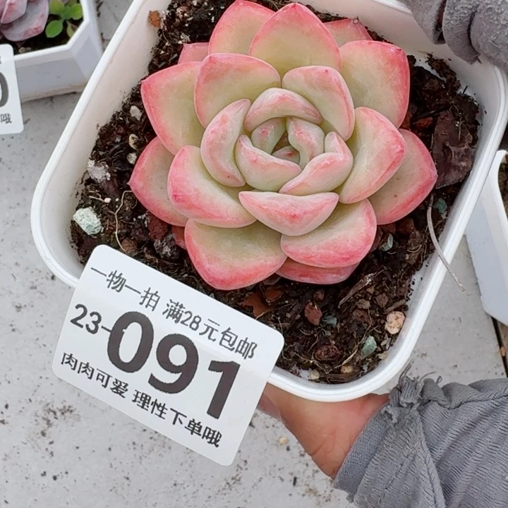 泡芙多肉无盆土发货