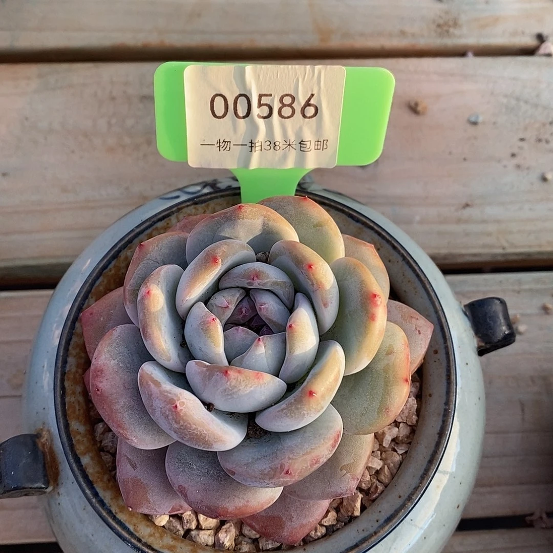 00586，额木架弄舞台