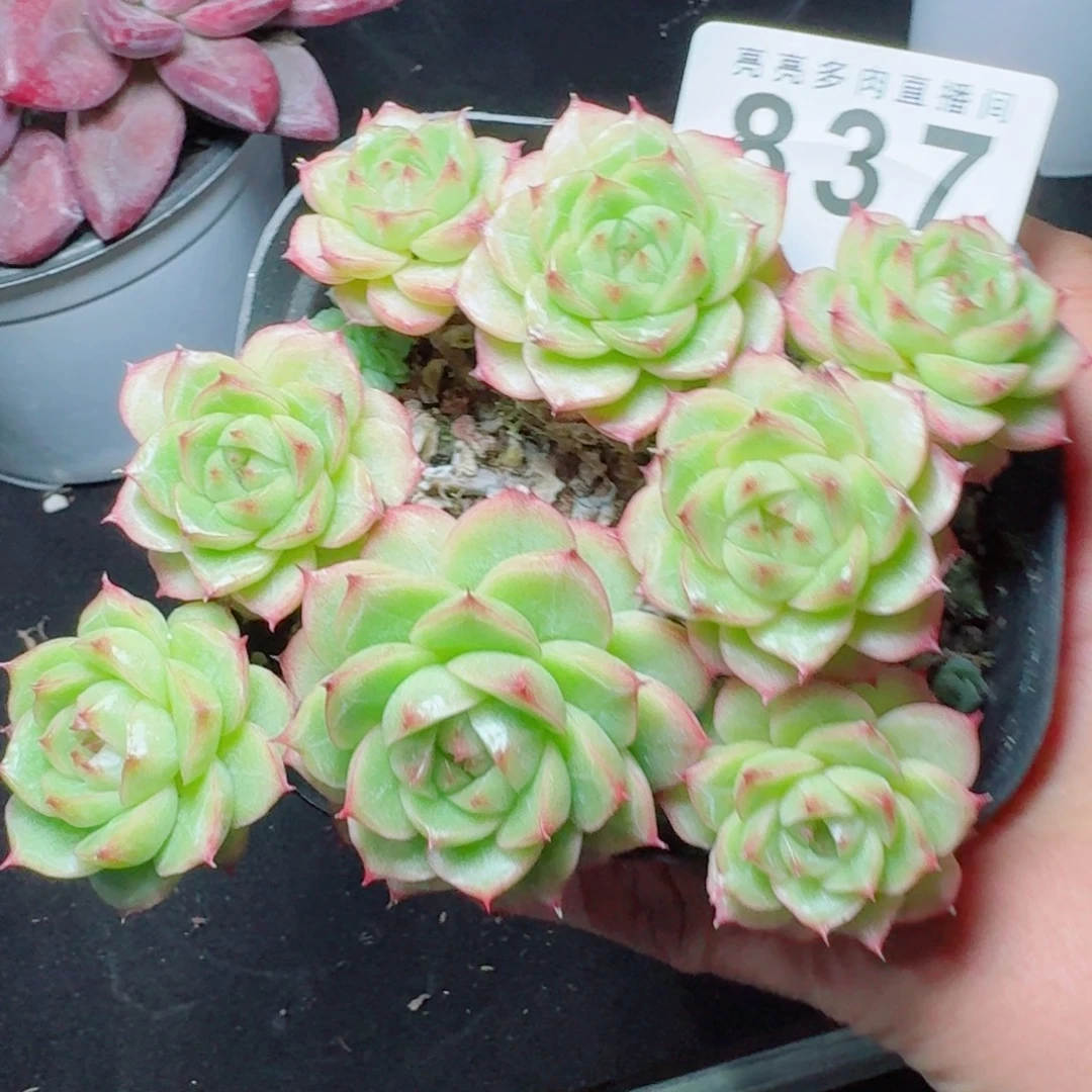 麦秆群生            精美多肉植物