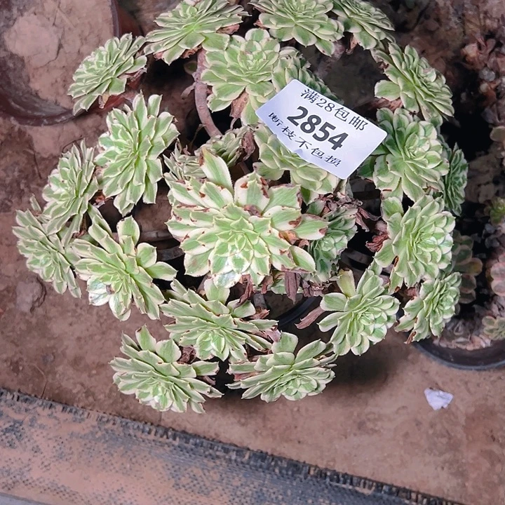 安***水2854碧浪多肉植物保护