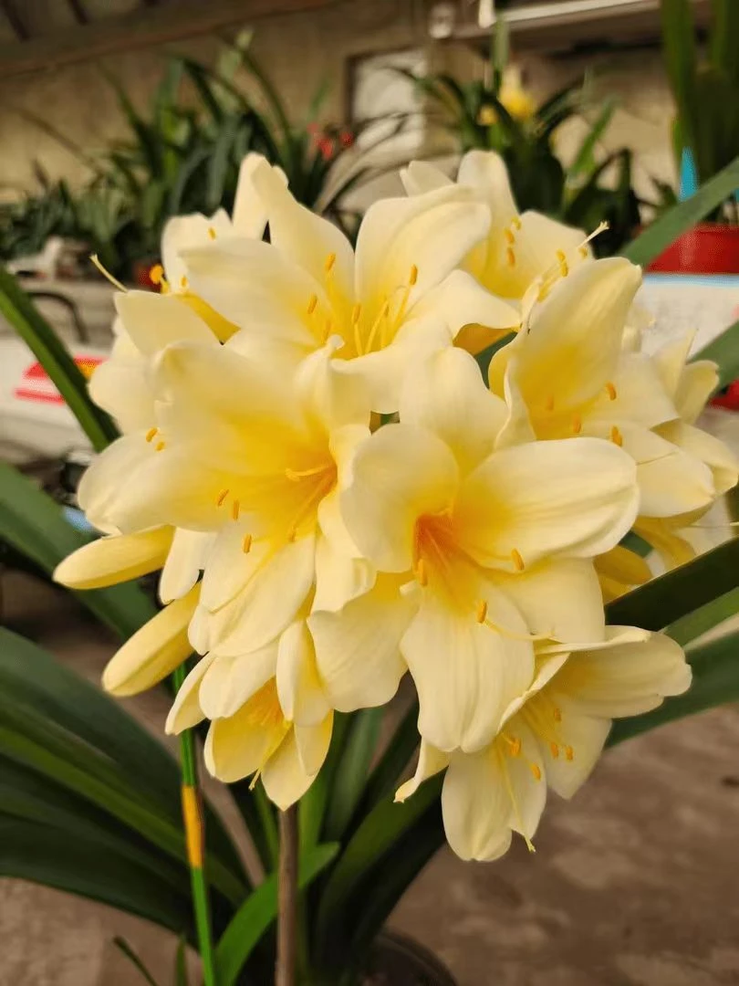 黄花君子兰 下单不支持退货