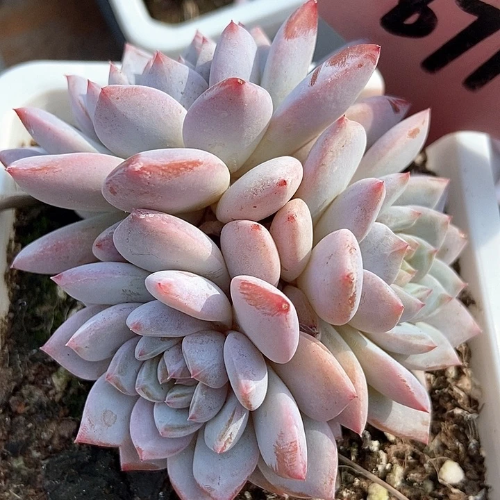 多肉玉芙蓉671多肉植物