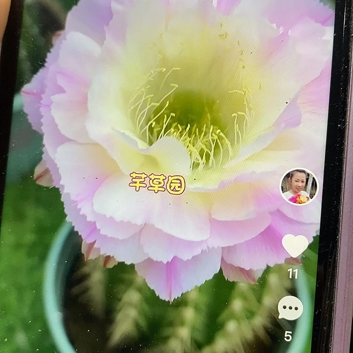 毛花柱嫁接仙境彩草