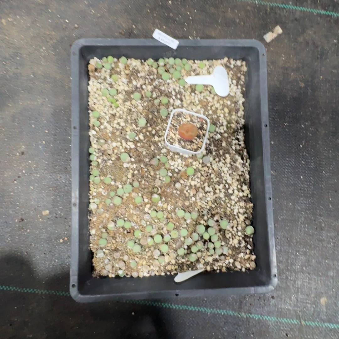 西*汁1027。嘴一框。脱土发货一颗毛