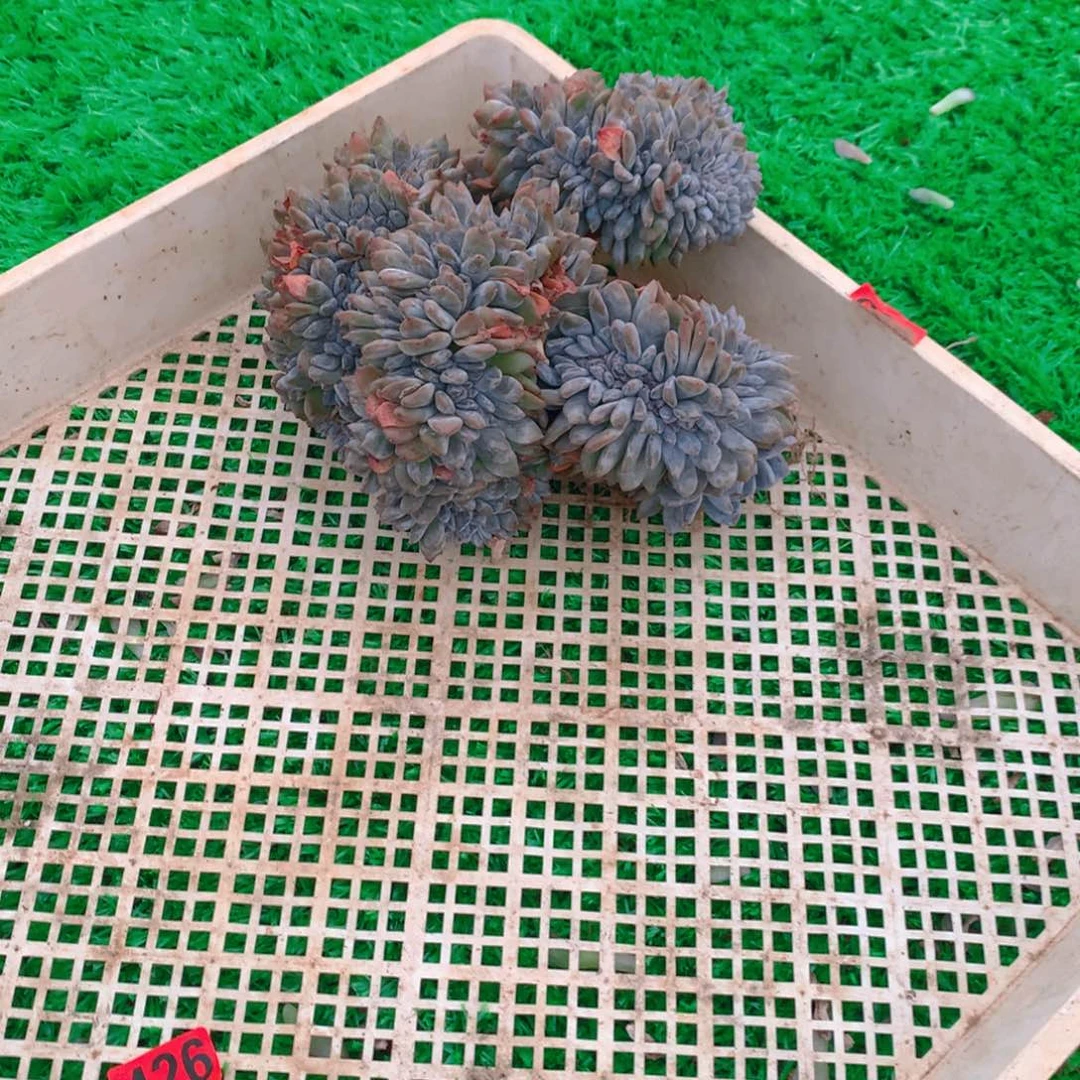 麦****426橙子111111111111