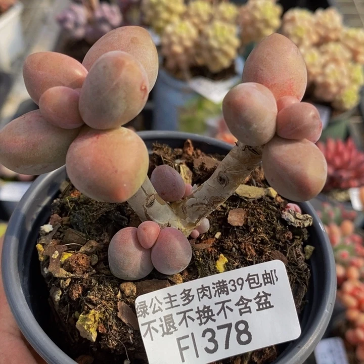 糖果美人老桩378多肉植物