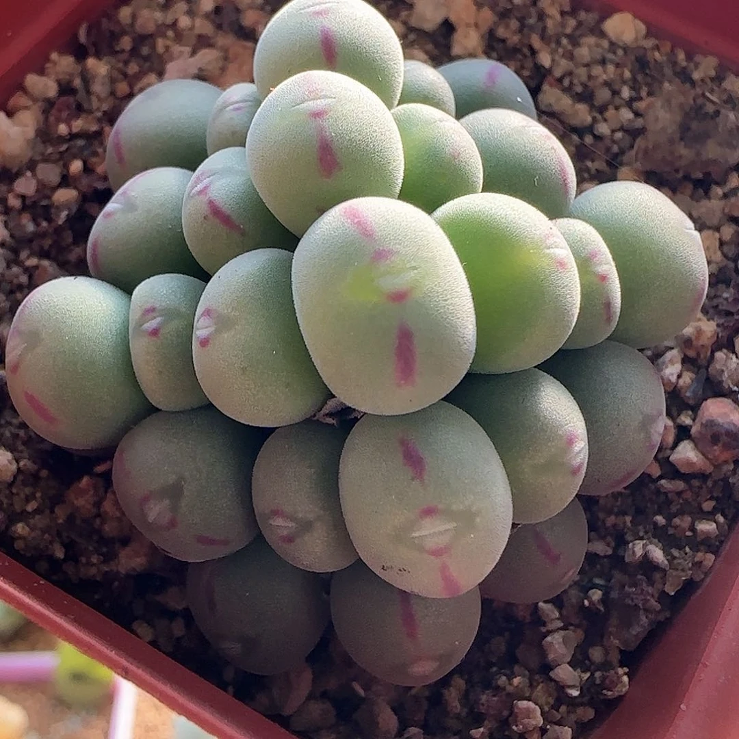 28包邮脱土发货25610