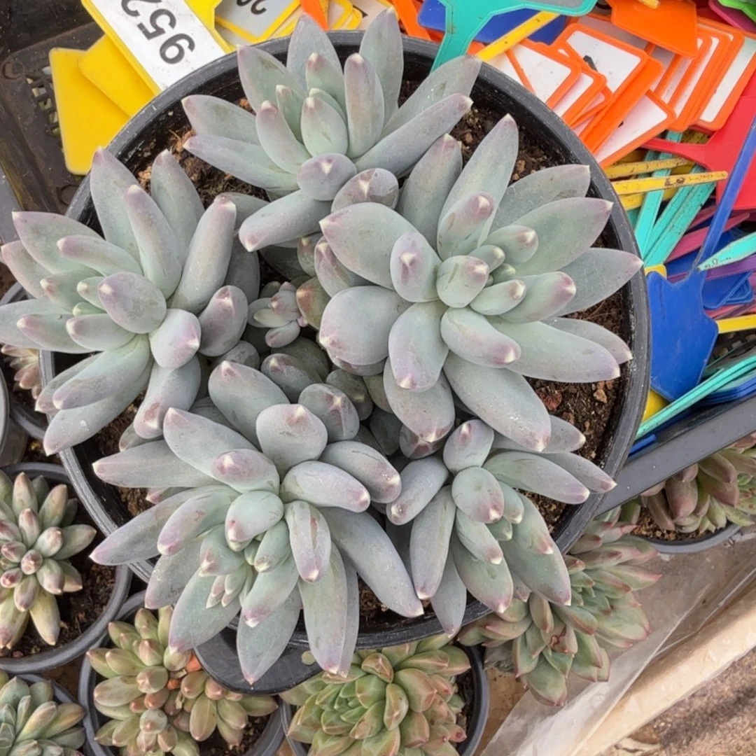 多肉植物松果美人377