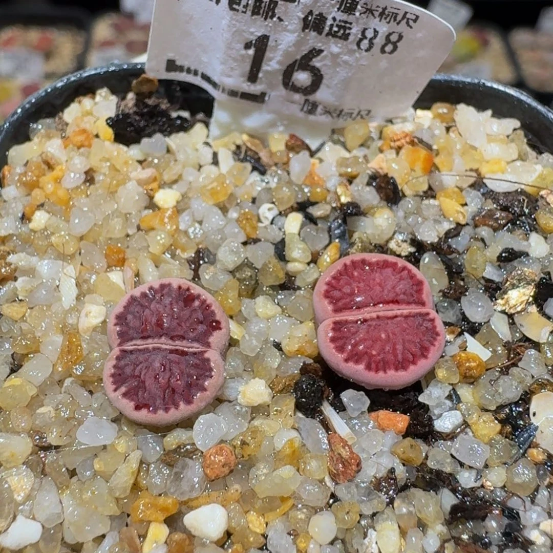 Ssss精品生石花16