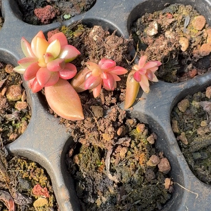 黑美人锦一物一拍145