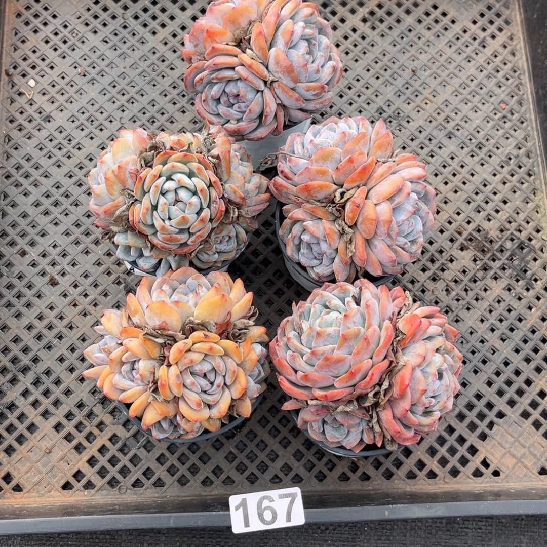 167号新疆西藏内蒙古不包邮的