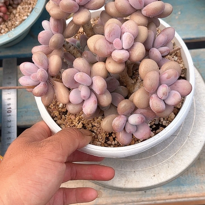 多肉植物一物一拍