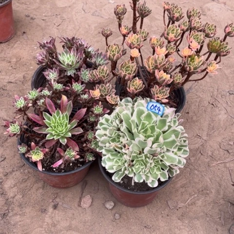 残***雪054多肉植物组合，