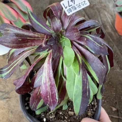 471墨拉丝满25包邮多肉