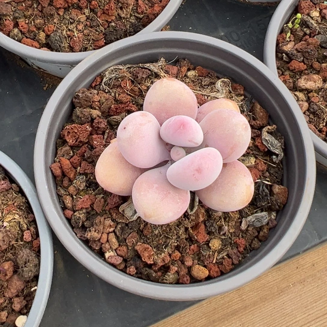 桃蛋桃蛋桃蛋桃蛋