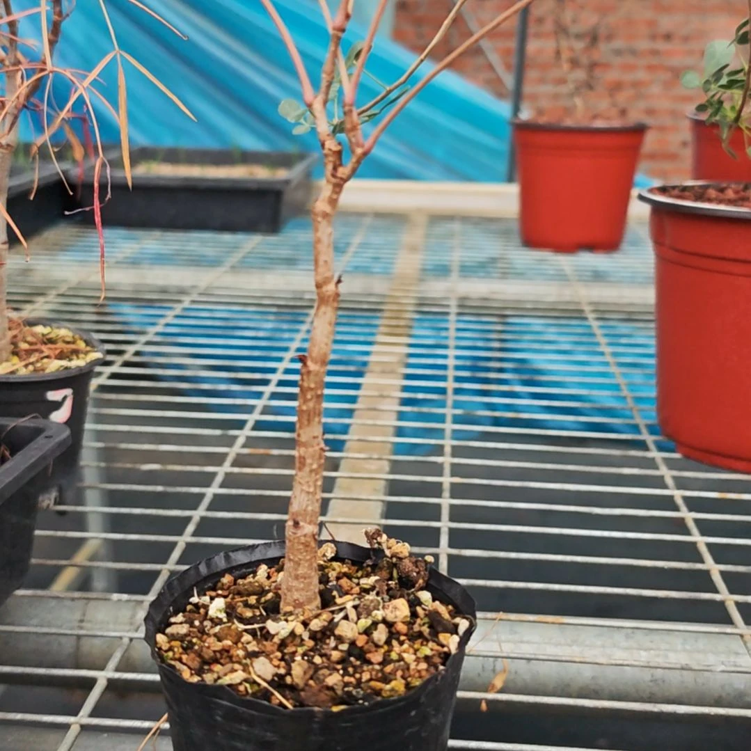 毛里求斯葡萄翁多肉植物一个