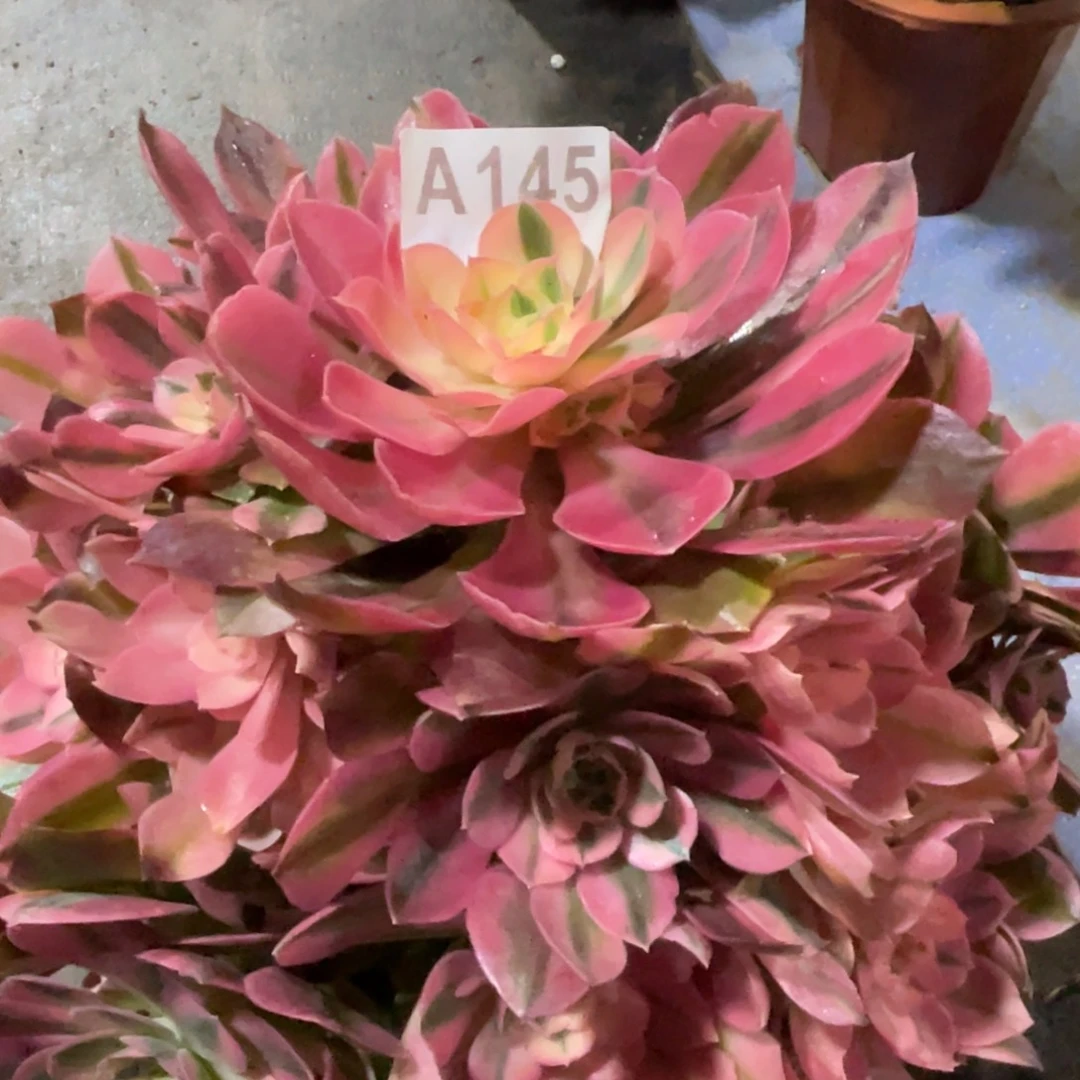 小***方香妃145初六发货