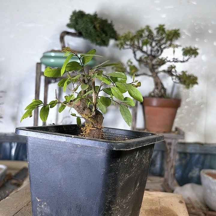 红陶用****3雀梅5806635880