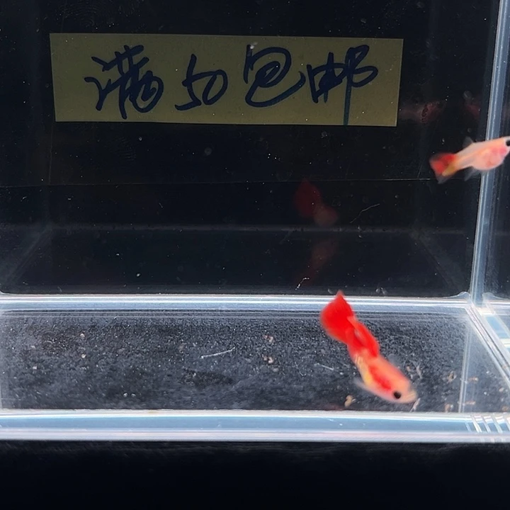 孔雀鱼银河琉璃球