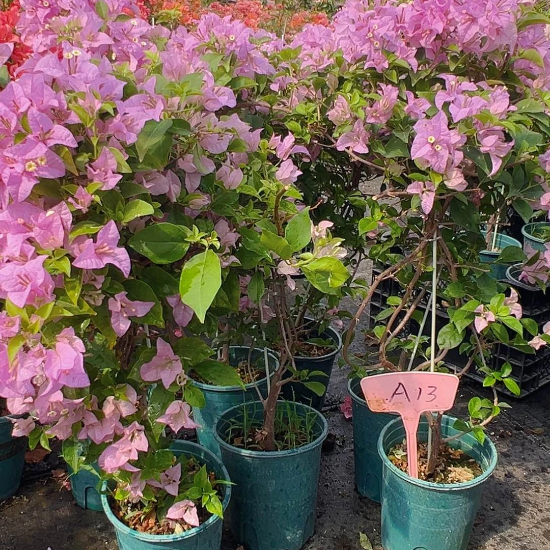 当前无花栽培后可以开花A13巴西紫带竹一棵