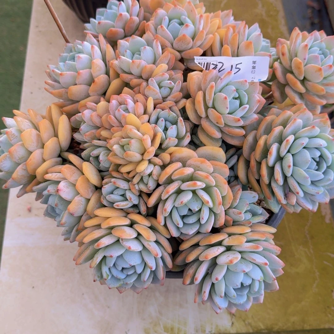 2215冷香多肉植物提取精华