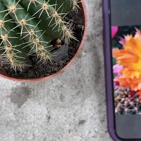 热带魔法仙人球，2568990