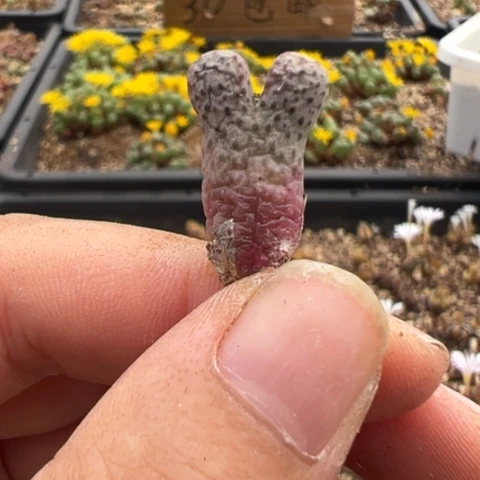 362 好看的多肉冲冲冲，有瑕疵