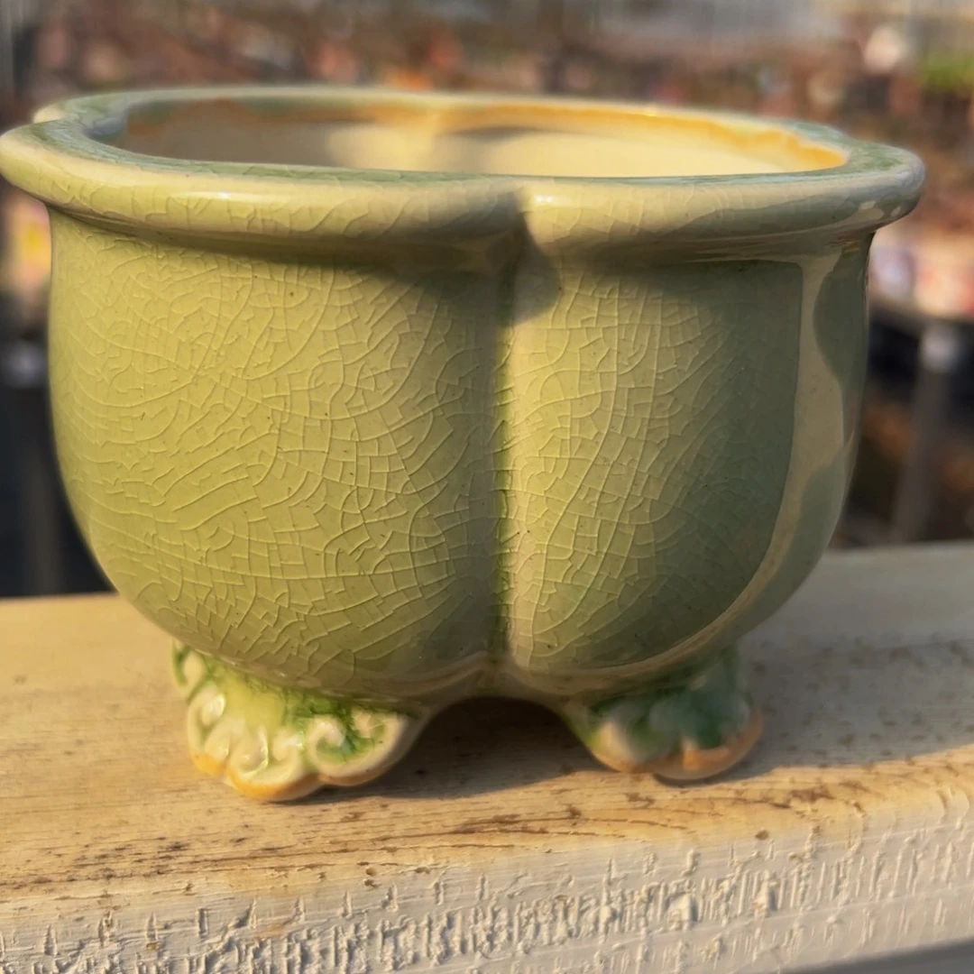 多肉一物一拍0614-5