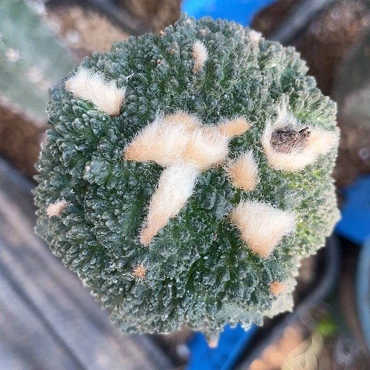 仙人球袖浦接菜花6公分096