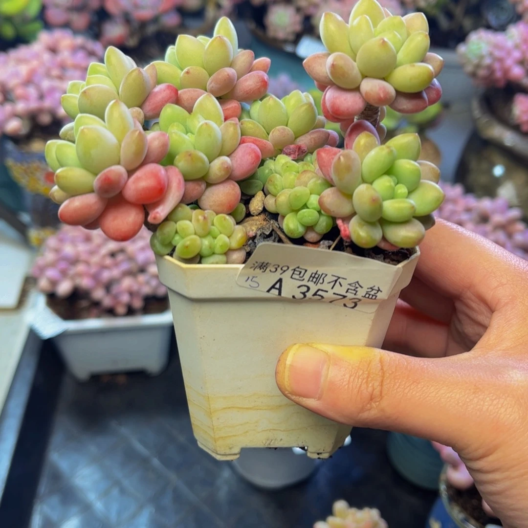 573鱼子酱10厘米多肉